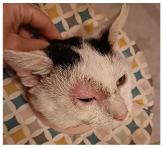 Pérdida de Cabello por hongos- Transmisión por animales